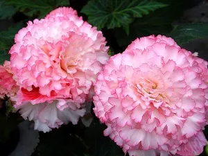 Begonie Salome